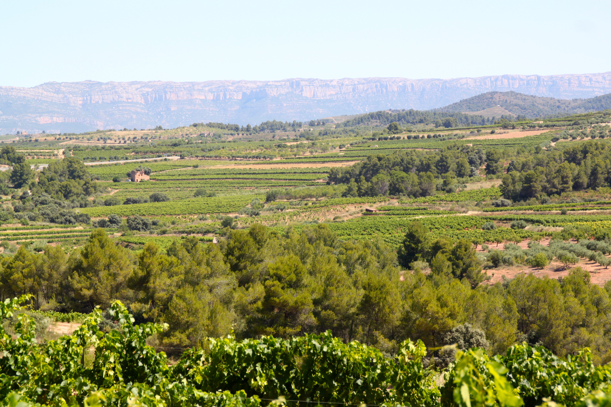 paisatge_priorat.jpg